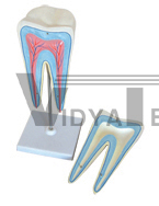 The dissection model of molar